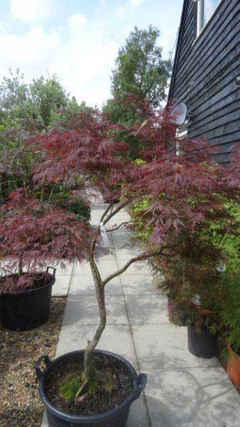 Acer Dissectum Garnet Feathered, mature trees for sale online