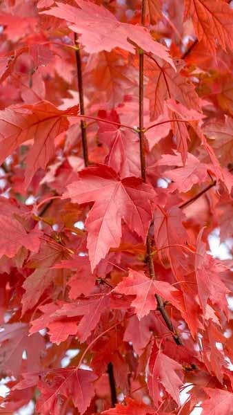 Acer Freemanii or Freemans Maple, sturdy hybrid maple with a brilliant, red-orange autumn colour & a fast growth rate