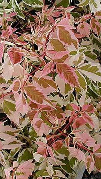 Acer Negundo Flamingo (Variegated Box Elder) for sale UK