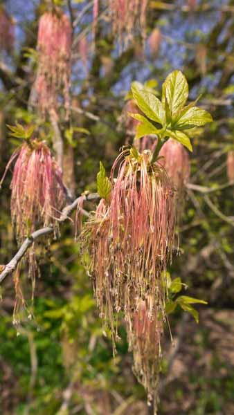 Acer Negundo or Box Elder Maple tree with striking variegated leaves, a deciduous tree, these are good sized specimens for sale online with UK delivery.