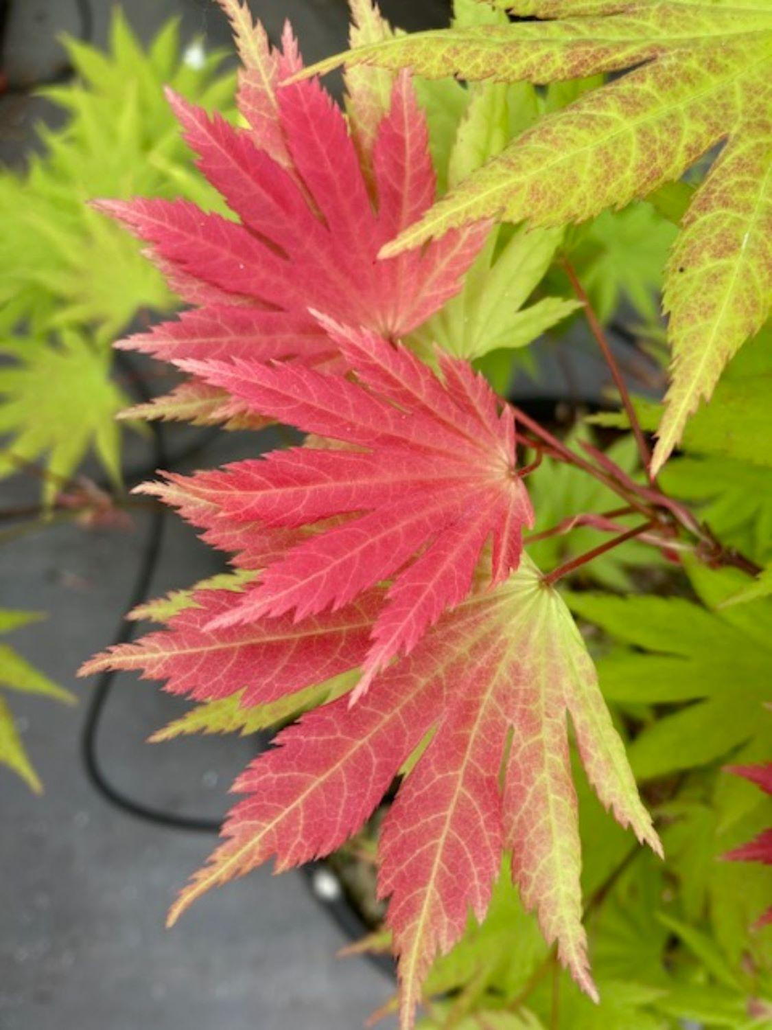 Autumn Moon Maple