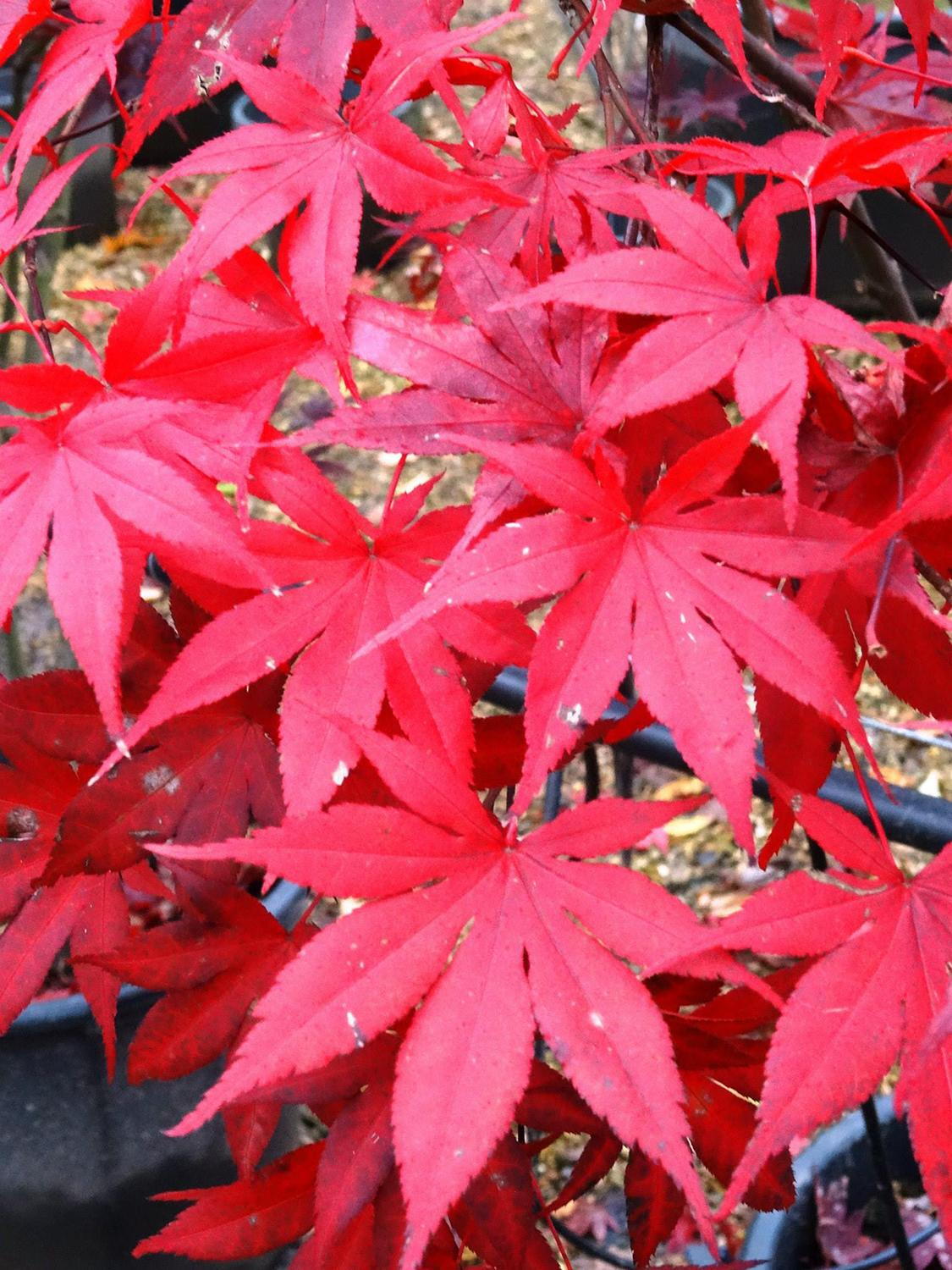 Japanese Maple Leaves Acer Palmatum Japanese Maple Tree japanese-maple-leaves-acer-palmatum-japanese-maple-tree