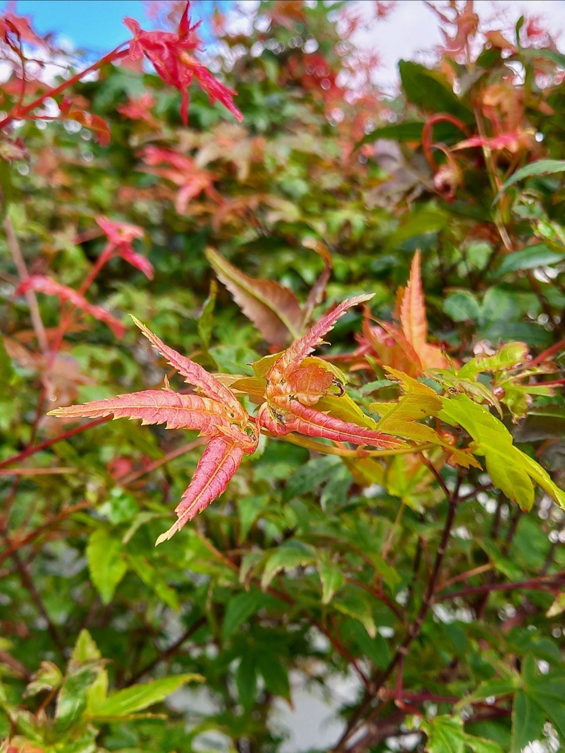 Beni Maiko Maple