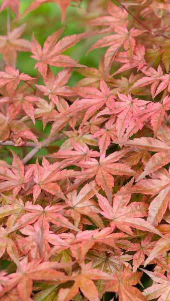 Acer Palmatum Beni Maiko Japanese Maple