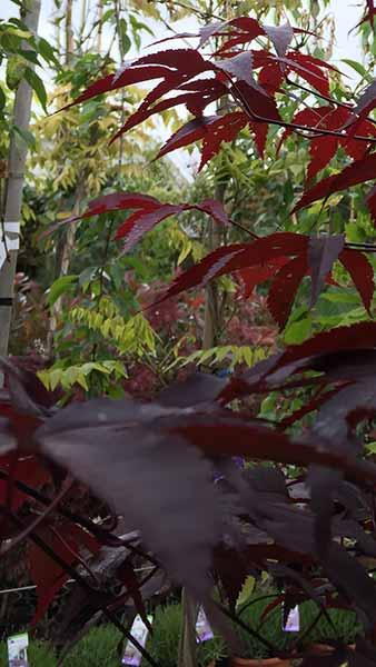 Acer Palmatum Black Lace Japanese Maple