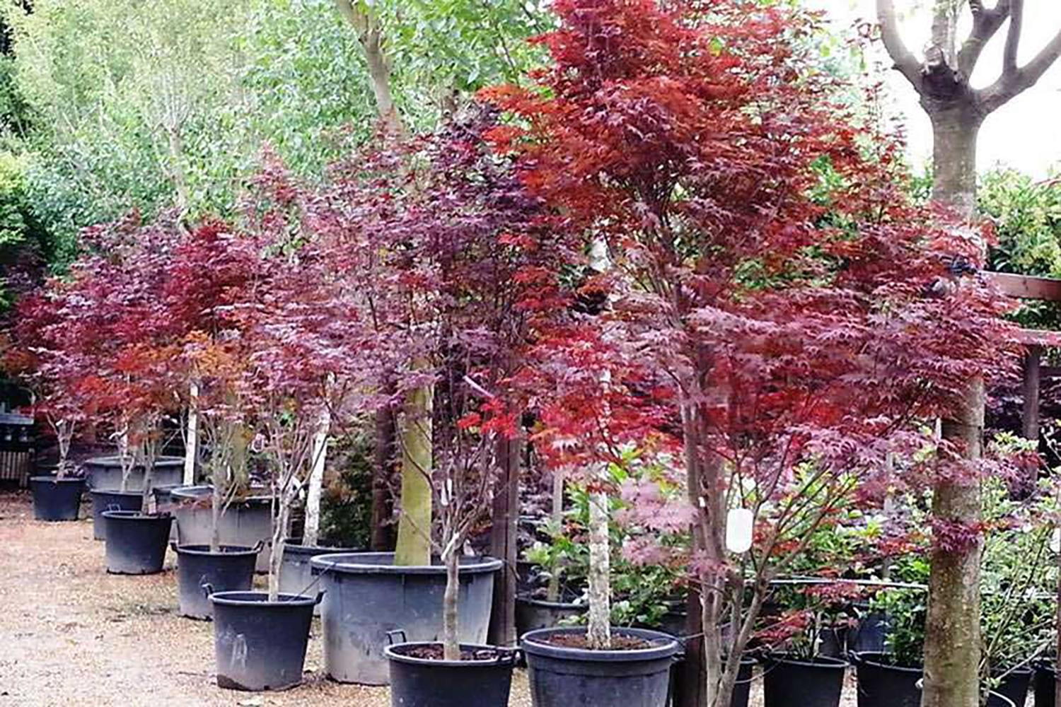 Bloodgood Espalier Maple
