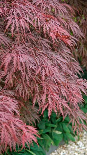 Acer Palmatum Crimson Queen. Acer Dissectum Crimson Queen for sale online with UK and Ireland delivery.
