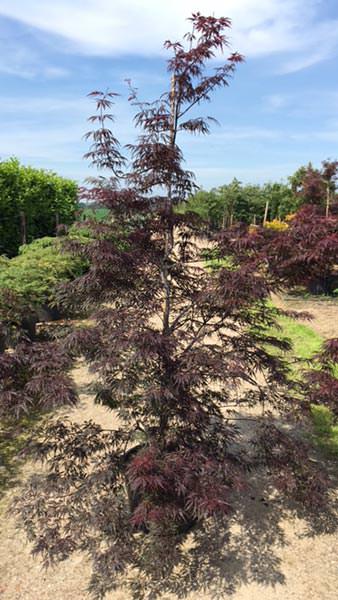 Acer Palmatum Dissectum Firecracker is a beautiful purple leaved Japanese Maple - great for small gardens and good Autumn coloured foliage, buy UK