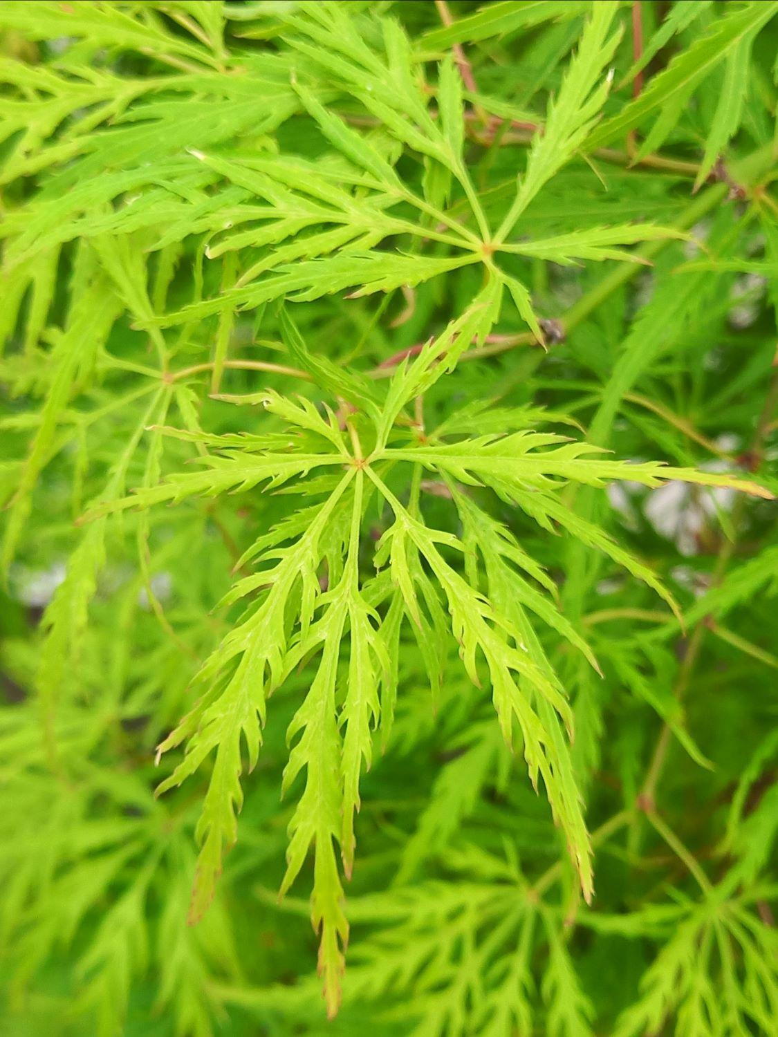 Dissectum Flavescens Maple