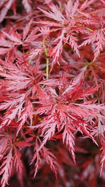 Orangeola Japanese Maple. Acer Palmatum Dissectum Orangeola buy UK