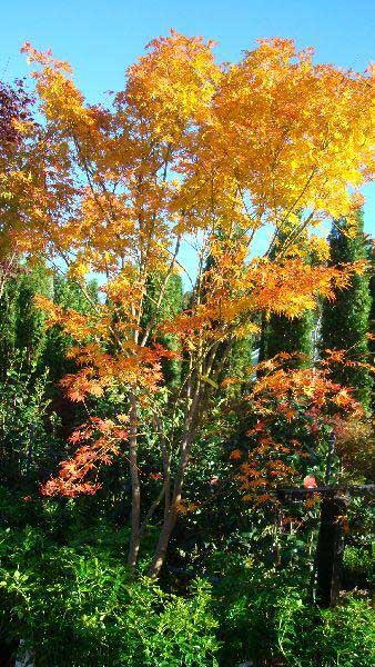 Acer Palmatum Dissectum Seiryu, beautiful variety of Japanese Maple, mature trees for sale online, UK