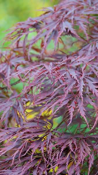 Acer Palmatum Dissectum Tamukeyama trees for sale, part of our Japanese Acer collection for sale online with UK nationwide and Ireland delivery.