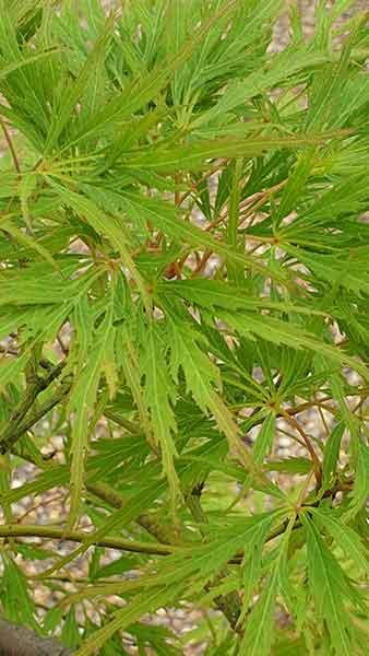 Acer Palmatum Dissectum Viridis. Japanese Maple Viridis for sale online, UK delivery