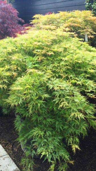 Acer Palmatum Dissectum, Acer Specialists, London Acer Plant centre - We sell online. 