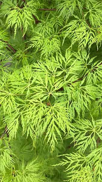 Acer Palmatum Emerald Lace trees for sale online. Acer specialist nursery, UK delivery.