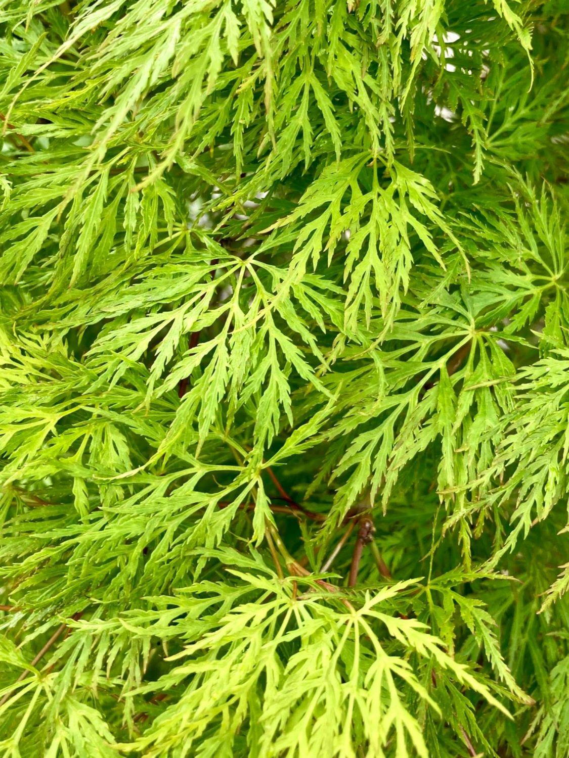 Mspl Afser Emerald Lace Japanese Maple ACER Palmatum 'Emerald Lace'