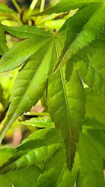 Acer Palmatum Hikasa Yama Japanese Acer Variegated Foliage