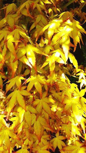 Acer Palmatum Katsura. Japanese Acers to buy online