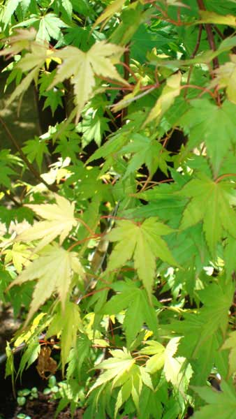 Acer Palmatum Orange Dream, Acer Specialists, Paramount Plants and Gardens - for sale, nationwide delivery UK