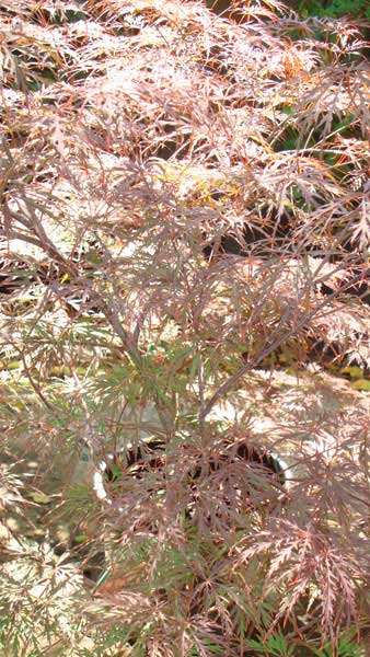 Acer Palmatum Ornatum, Japanese Acer, Acer Specialists London UK. Our acers are available to buy online UK. 