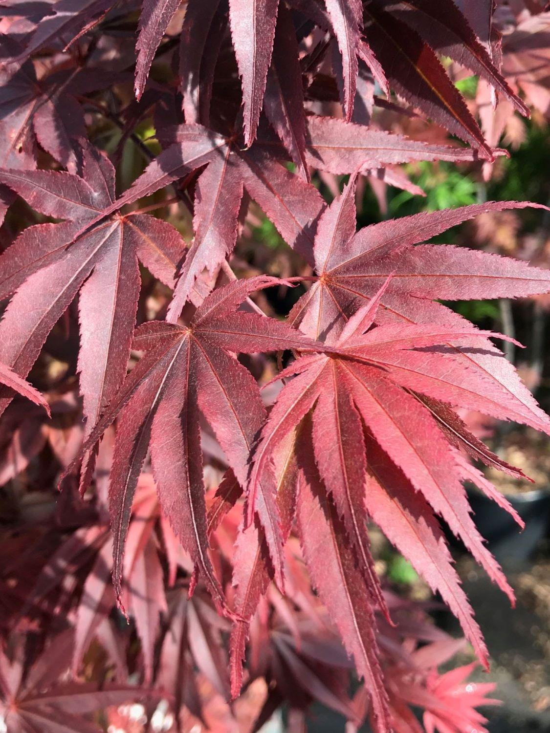 Dwarf Red Japanese Maple Varieties Acer Palmatum Shaina Dwarf Red dwarf-red-japanese-maple-varieties-acer-palmatum-shaina-dwarf-red
