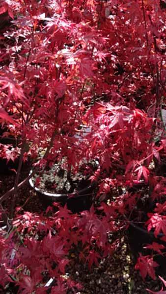 Acer Palmatum Red Wine Japanese Maple Dwarf Ornamental Tree