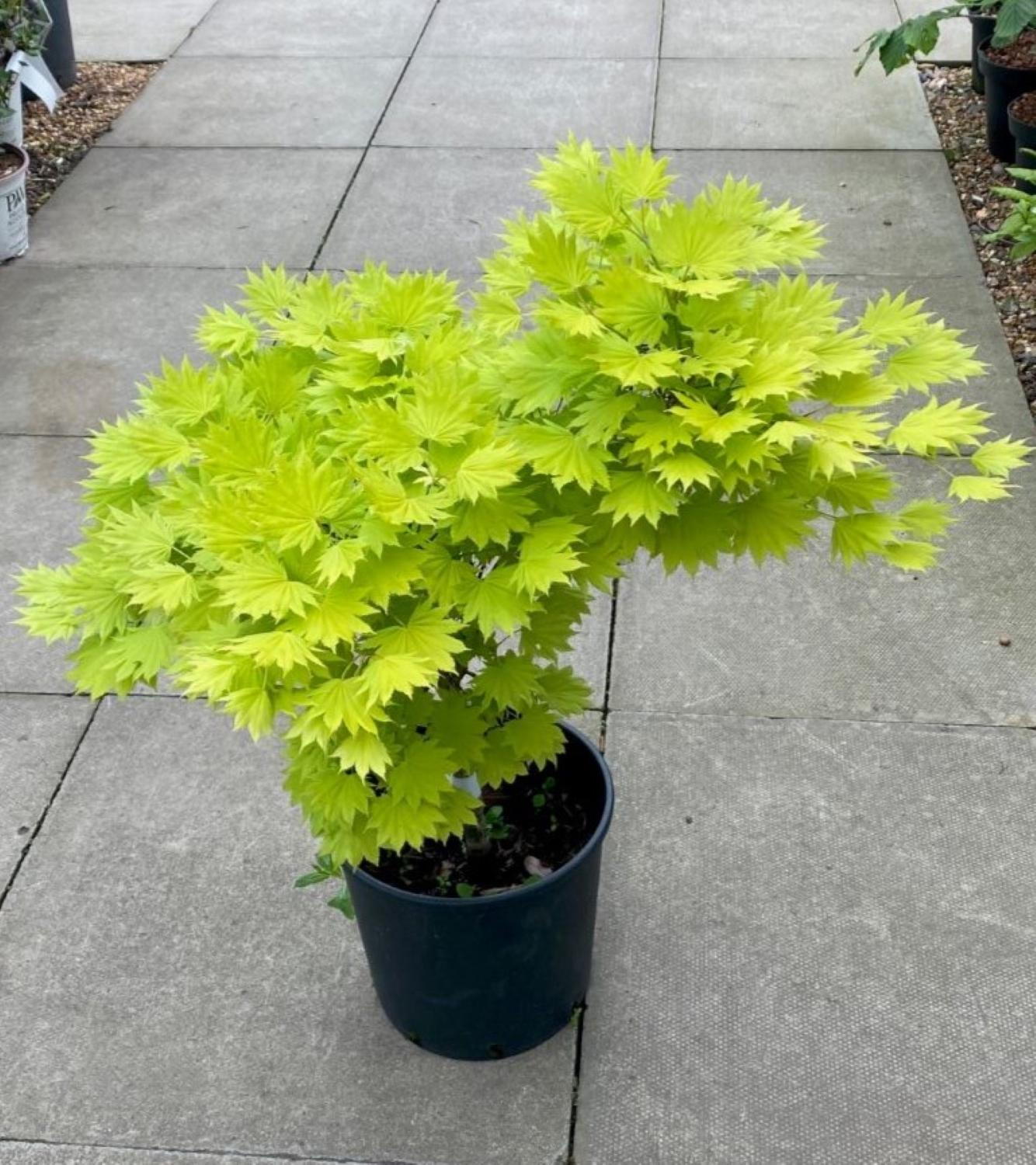 Aureum Maple