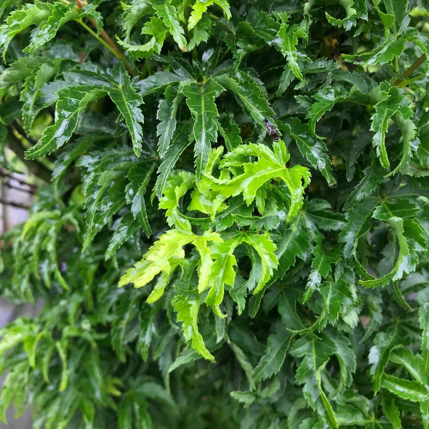 Acer Shishigashira