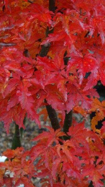 Acer Palmatum Crispifolium Shishigashira to buy online UK delivery