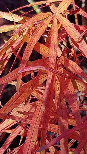 Acer Palmatum Starfish Japanese Maple