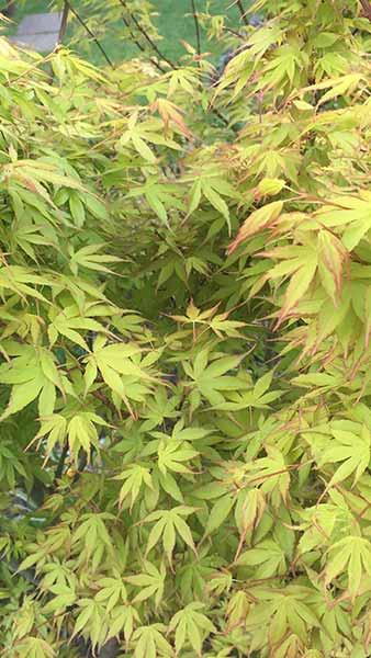 Acer Palmatum Summer Gold Japanese Maple