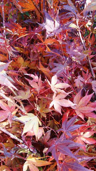 Acer Palmatum Tsuma Gaki, Japanese Acers to buy online