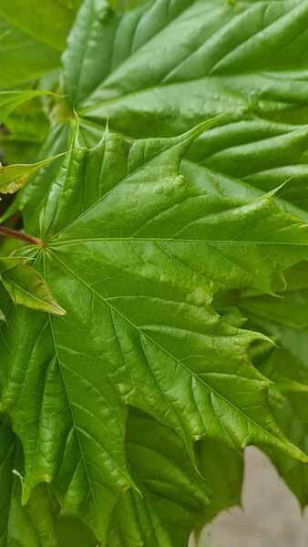 Acer Platanoides Cleveland Norway Maple has an upright habit naturally forming an oval crown of large deep green leaves