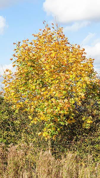 Acer Platanoides Deborah is also known as Norway Maple Deborah, fabulous foliage colour. We stock Mature Trees to buy online UK delivery,