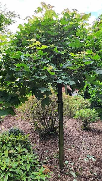 Acer Platanoides Globosum or Mop Head Maple Tree for Sale UK