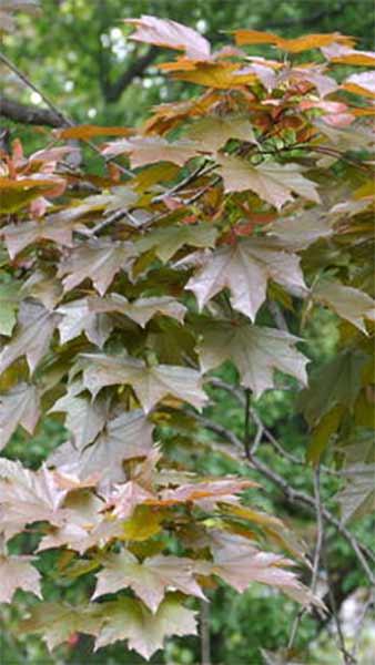 Acer Platanoides Royal Red, Norway Maple trees a medium sized tree with beautiful deep purple foliage - good quality specimens for sale online UK.