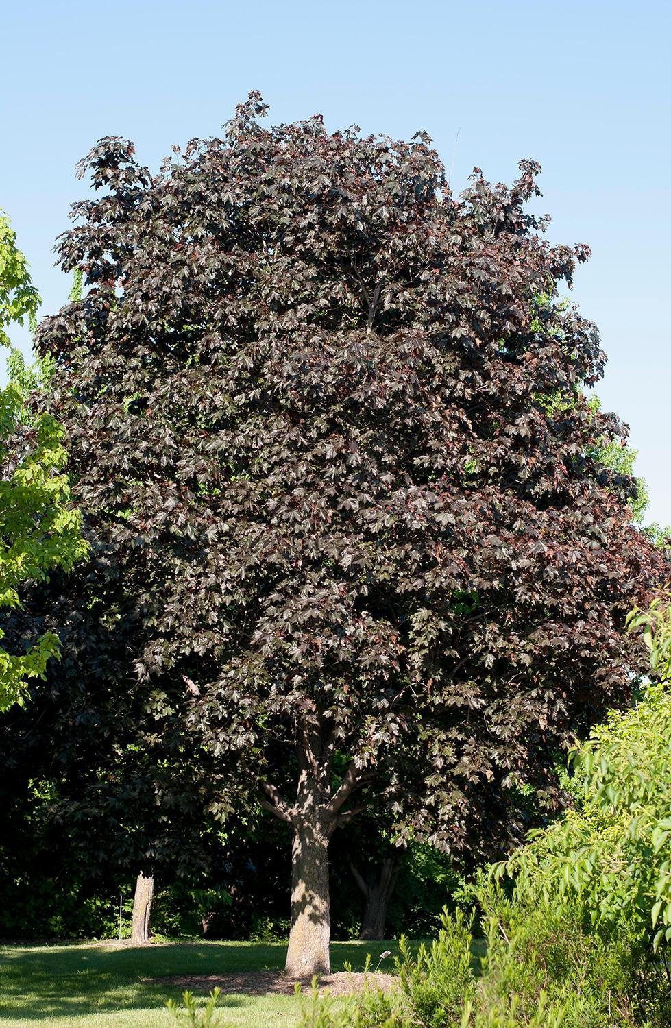 Royal Red Norway Maple Standard Maple