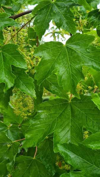 Acer Pseudoplatanus Negenia or Negenia Sycamore, vigorous & conical with large dark green red-stalked leaves.