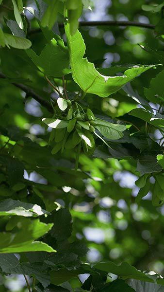 Acer Pseudoplatanus Rotterdam Sycamore has symmetrical, broad crown and dark green foliage