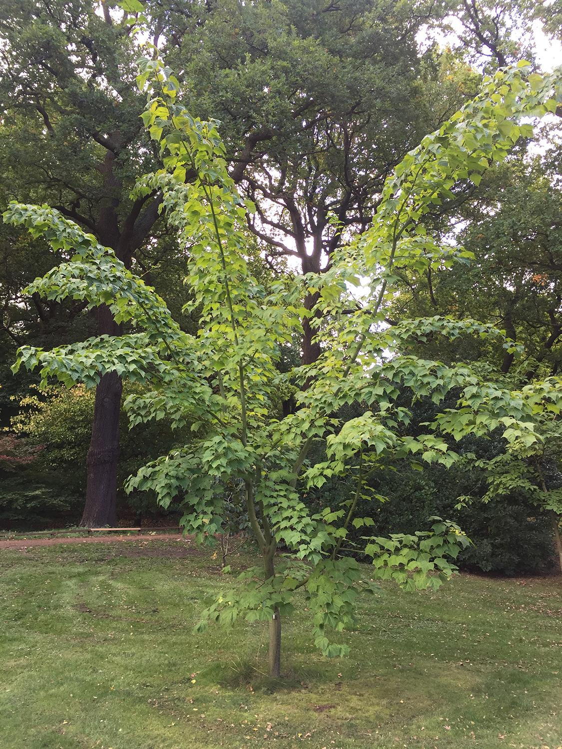 Capillipes Maple