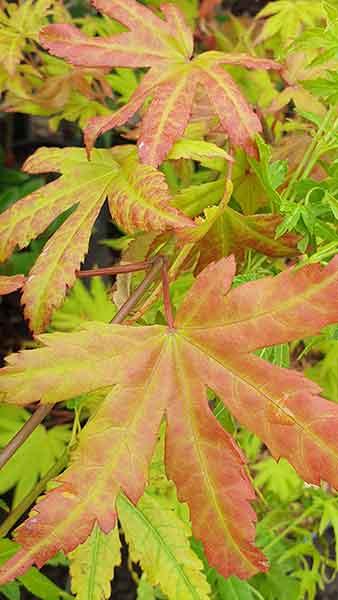 Acer Shirasawanum Autumn Moon Maple trees - beautiful display of multi-coloured foliage. Quality specimens for sale online with UK delivery.