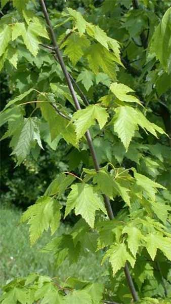 Acer Tataricum Ginnala, Armur maple ginnala trees to buy online at our UK Japanese maple specialist nursery.