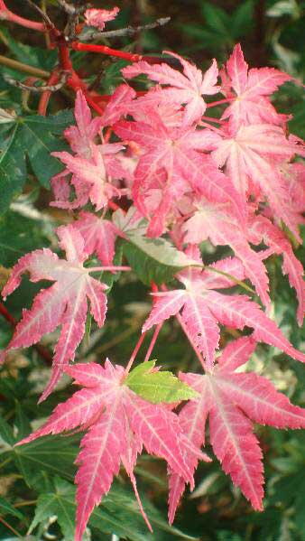 Acer Palmatum Orido Nishiki to Buy UK.