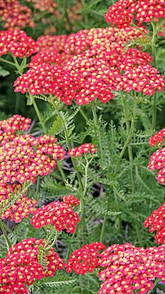 Achillea Millefolium Summer Berries. Achillea Summer Berries perennials for sale online with UK delivery