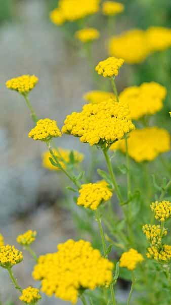 Achillea Tomentosa Aurea. Achillea Aurea. Woolly Yarrow perennial plants for sale with UK and Ireland delivery.