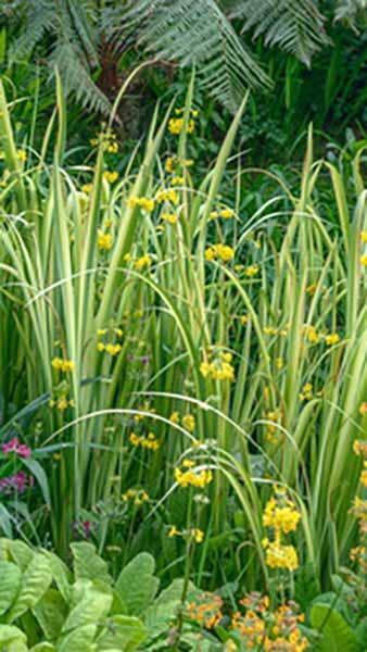 Variegated Slender Sweet Flag. Acorus Gramineus Variegatus buy online with UK delivery