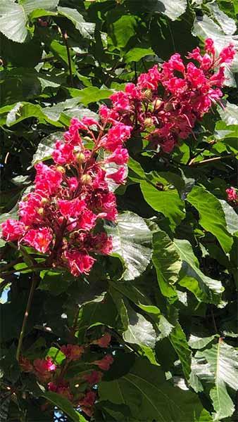 Aesculus Carnea Briotti, Red Horse Chestnut Briotti, large deciduous flowering tree with panicles of red flowers (hence red horse chestnut) in late spring