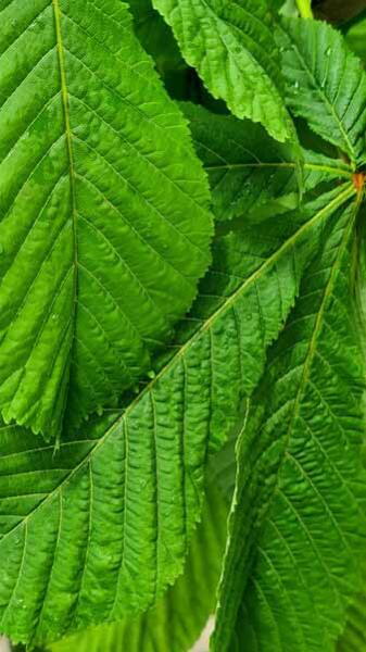 Aesculus Hippocastanum Baumannii, Baumanns Horse Chestnut trees, trees for large gardens, good quality trees for sale online UK delivery.