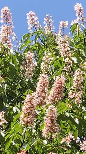 Aesculus Hippocastanum is more commonly known as Horse Chestnut, a native deciduous tree with lovely flowers and horse chestnuts in autumn, buy UK.
