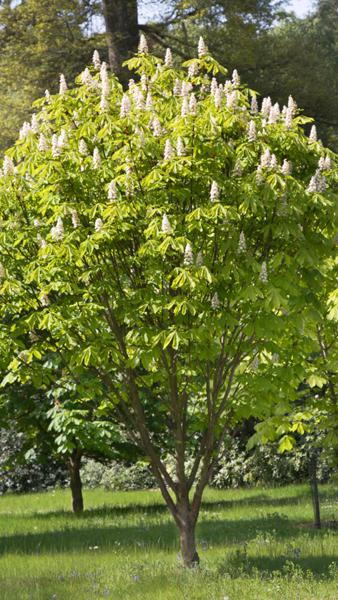 Aesculus Hippocastanum Pyramidalis or Columnar Horse Chestnut, ideal for smaller spaces